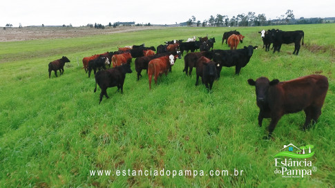 DA VARZEA ATE O GADO NA COXILHA.00_01_55_15.Quadro023_340786a1544181e2b09abb1ccdc630d45a782a68.jpg